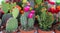 Colorful collection of small decorative cactuses flowering plants in pots.