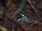 Colorful color signals danger. Green and Black Dart Frog, Dendrobates Auratus, Costa Rica