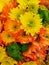 Colorful colored daisies in orange with yellow chrysanthemum flowers