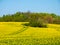 Colorful colors of spring with yellow rapeseed