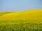 Colorful colors of spring with yellow rapeseed