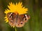 Colorful Common Buckeye butterfly