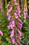 Colorful common Foxglove flowers growing in green park. Beautiful tubular pink or purple flowering plant with pretty