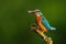 Colorful common kingfisher perched with fish in beak sunlit by morning sun