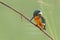 Colorful Common Kingfisher perching on a perch watching for prey