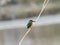 Colorful common kingfisher by the Tama River 13