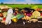 Colorful compost heap of rotting kitchen vegetables