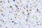 Colorful Confetti on white snow background, close-up