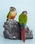 Colorful conure as a pet animal