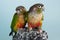 Colorful conure as a pet animal