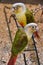 A Colorful Conure Parrot Bird