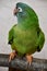 A Colorful Conure Parrot Bird