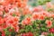 Colorful coral azalea flowers in garden. Blooming bushes of bright azalea at spring sunlight. Nature, spring flowers