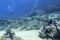 Colorful coral reef at the bottom of tropical sea,  group of divers over an old shipwreck on the seabed, underwater landscape