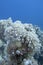 Colorful coral reef at the bottom of tropical sea, pulsating xenid coral, underwater landscape