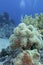 Colorful coral reef at the bottom of tropical sea, pulsating xenid coral, underwater landscape