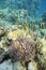 Colorful coral reef at the bottom of tropical sea, shoal of Schooling bannerfish, underwater landscape