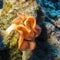 Colorful coral reef on the bottom of tropical sea, underwater landscape