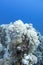 Colorful coral reef at the bottom of tropical sea, white  pulsating xenid coral, underwater landscape