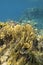 Colorful coral reef at the bottom of tropical sea, yellow plate fire coral, underwater landscape