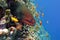 Colorful coral reef with dangerous great moray eel at the bottom of tropical sea