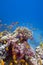 Colorful coral reef with exotic fishes at the bottom of red sea