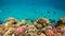 Colorful Coral Reef Life Scene, Red Sea