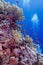 Colorful coral reef with soft and hard corals with exotic fishes at the bottom of tropical sea