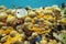 Colorful coral reef under water of Caribbean sea