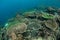 Colorful Corals Growing on Reef