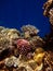 Colorful corals in the Red Sea