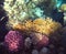 Colorful corals in the Red Sea