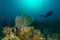 Colorful corals, sponges and sea fans in caribbean sea with scuba diver in sun backlight in blue ocean