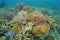 Colorful corals underwater Pacific ocean