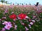 Colorful coreopsis flower Field