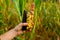 colorful corn. Cobs of multicolored corn in hands on field background. Checking corn for ripeness. Corn cobs of