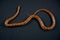 Colorful corn snake on black background