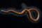 Colorful corn snake on black background