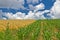 Colorful corn and wheat fields in spring