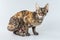 Colorful Cornish Rex kitten posing on a grey background.