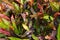 Colorful corton leaves background texture