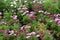 Colorful cosmea flowers in a summer meadow