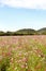 Colorful cosmos flower field