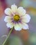 Colorful Cosmos Flower Glowing Joyfully