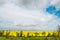 Colorful countryside cloud sky landscape, yellow field