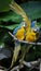 Colorful couple macaws