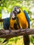 Colorful couple macaws