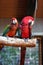 Colorful couple macaws