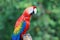 Colorful couple macaws on log