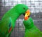 Colorful couple parrot sitting on log.